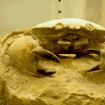 約5,000万年前のものとされるハルパトカルシナスのよく整備された標本