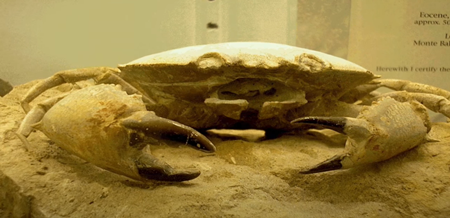 化石化した蟹