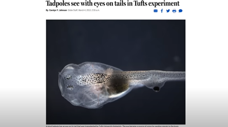 タフツ大学の実験でオタマジャクシが尻尾の上の目で見ることに成功
