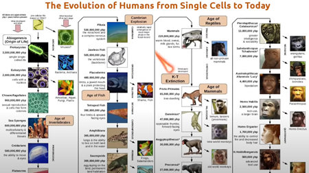 単細胞から今日までの人間の進化