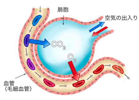 図1. 一般的に考えられている呼吸器系。