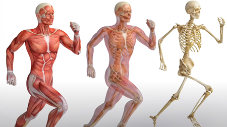 人体、筋肉→骨格