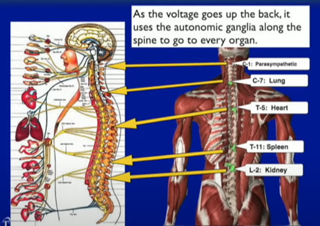 背中に電圧がかかると、背骨に沿ってある自律神経節を使って各臓器に行き渡ります。