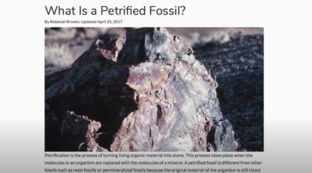 石化した化石とは？