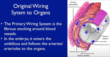  臓器へのオリジナル配線システム