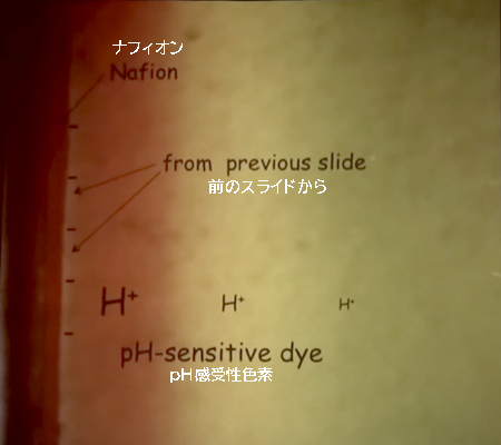 pH感受性色素　 前のスライドから ナフィオン