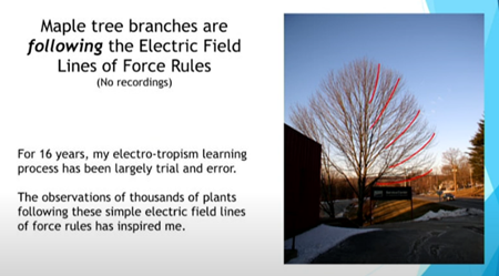 カエデの枝は電界の力線規則に沿っている