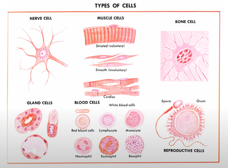 細胞の種類
