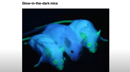 暗闇で光るマウス