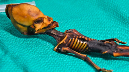 アタカマの骸骨。写真 BHATTACHARYA S et al. 2018 / ゲノム研究