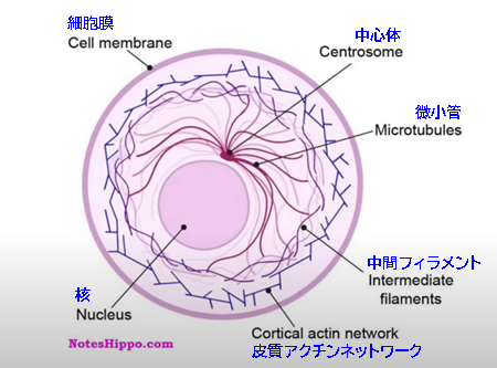 細胞膜、中心体、微小管、中間フィラメント、皮質アクチンネットワーク、核