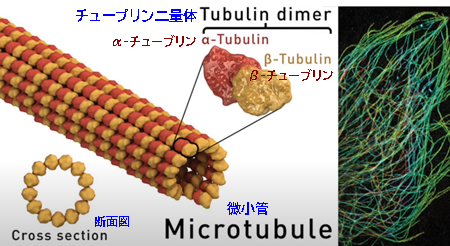 微小管、断面図、チューブリン二量体、α-チューブリン、β-チューブリン
