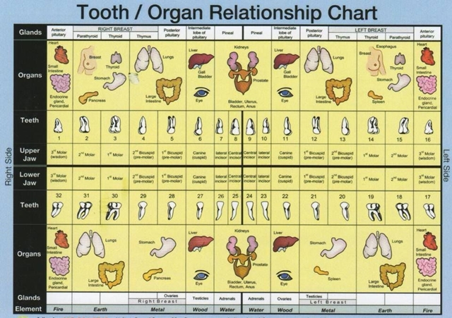 tooth-organ-chart