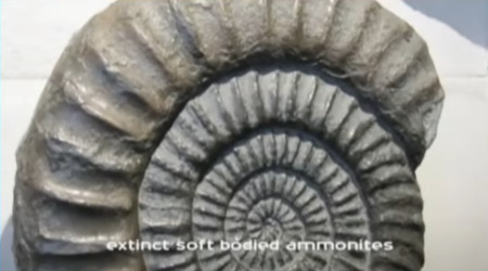 extinct soft bodied ammonites 