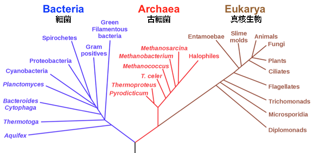 生命の系統樹, 細菌, 古細菌, 真核生物。
Phylogenetic tree of life built using ribosomal RNA sequences, after Karl Woese. Image credit: Modified from Eric Gaba, Wikimedia Commons. リボソームRNAの配列から構築した生命の系統樹（Karl Woeseによる。画像出典：Eric Gaba, Wikimedia Commonsより改変