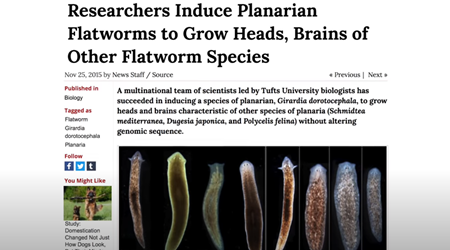 研究者たちは、プラナリア扁形動物に他の扁形動物種の頭部と脳を成長させることを誘導した