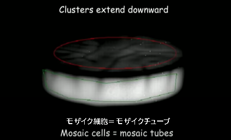 クラスターは下に向かって伸びる。モザイク細胞＝モザイクチューブ
