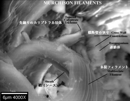 マーチソンCM2隕石中のシアノバクテリア・フィラメント。