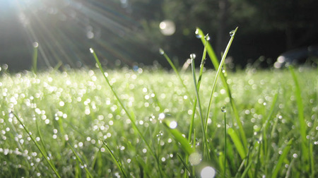 朝の芝生を覆う柔らかい露