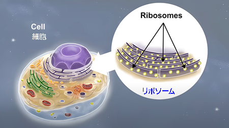 細胞、リボソーム