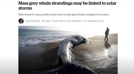 コククジラの大量死は太陽嵐と関係があるかもしれない