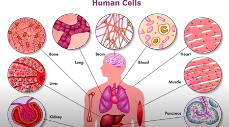 人間の細胞