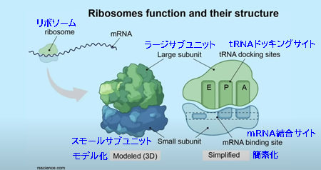 リボソームの働きとその構造