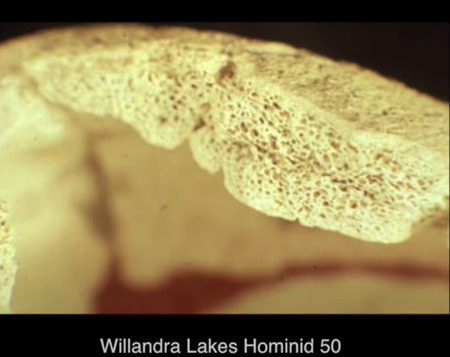 ウィランドラ湖のヒト科動物50