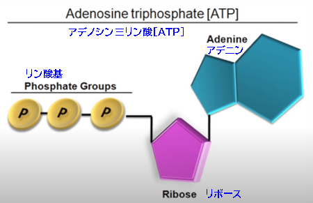 アデノシン三リン酸[ATP]