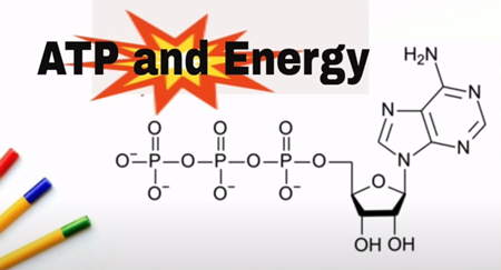 ATPとエネルギー