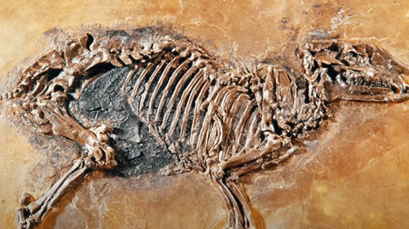 このオーストラリアのルネットで見つかった化石は、瞬時に殺され、石化した可能性が高い
