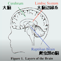 脳の層