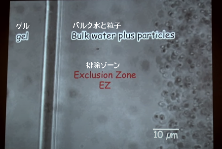 EZ=排除ゾーン