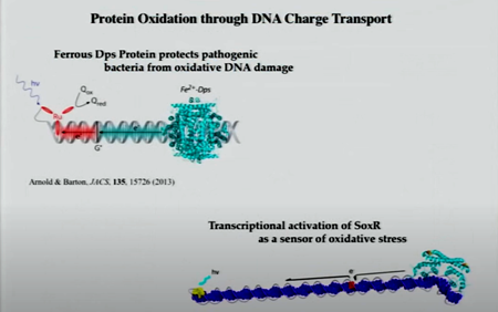 DNAの電荷輸送によるタンパク質の酸化