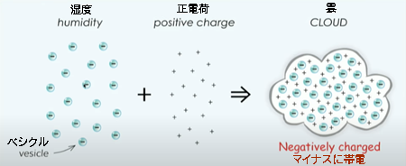 Negatively charged マイナスに帯電 vesicle 湿度 positive charge 正電荷 CLOUD 雲