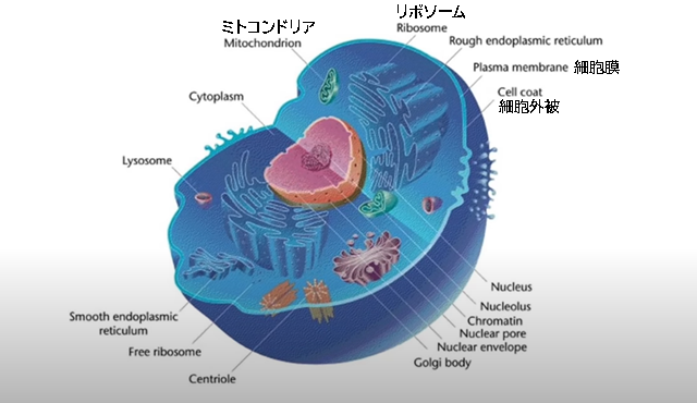 細胞外被、リボソーム、細胞膜、ミトコンドリア