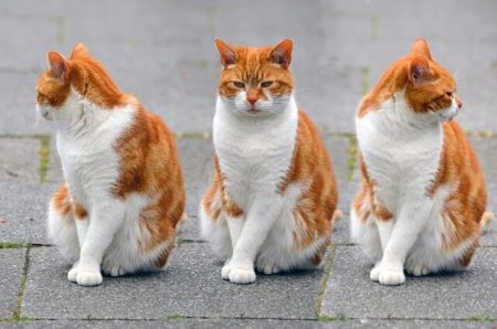 三匹のそっくりなネコ