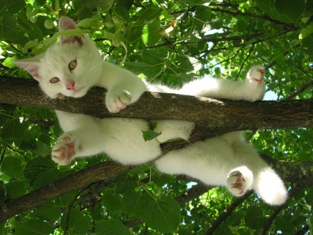 木の枝につかまっているネコ